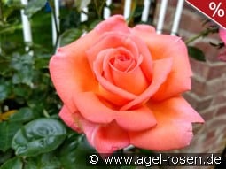 Vedette kaufen, click for more details Vedette