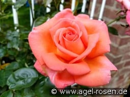 Vedette kaufen, click for more details Vedette