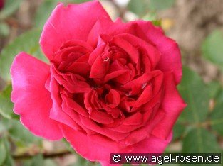 Velvet Fragrance