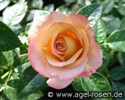 Vendée Impériale kaufen, click for more details Vendée Impériale