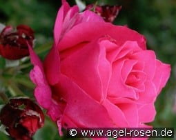 Venrosa kaufen, click for more details Venrosa