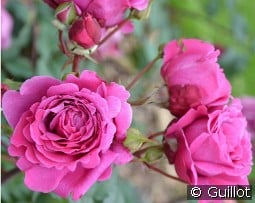 Ventilo kaufen, click for more details Ventilo