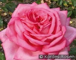 Wedding Bells kaufen, click for more details Wedding Bells