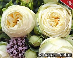 Wedding Piano kaufen, click for more details Wedding Piano