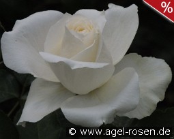 White Symphonie