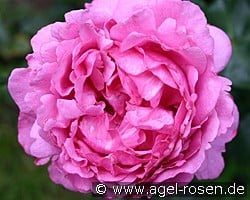 Yves Piaget kaufen, click for more details Yves Piaget