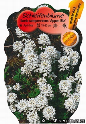 Schleifenblume