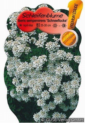 Schleifenblume