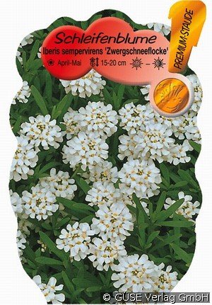 Immergrüne Schleifenblume