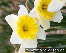 Ice Follies