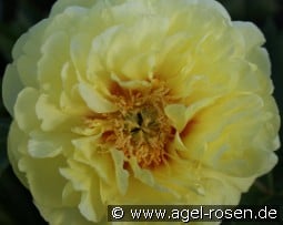 Bartzella kaufen, click for more details Bartzella