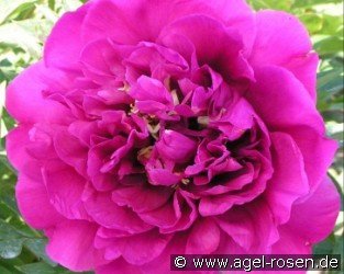 Belle Toulousaine