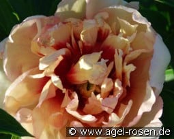 Callies Memory kaufen, click for more details Callies Memory