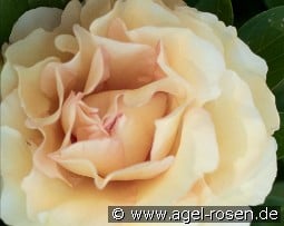 Canary Brilliants kaufen, click for more details Canary Brilliants