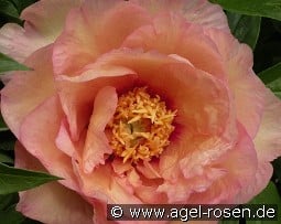 Julia Rose kaufen, click for more details Julia Rose