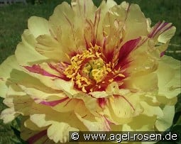 Lollipopp kaufen, click for more details Lollipopp