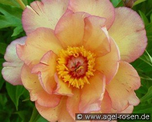 Mock Orange Yellow