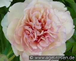 Scrumdidleumptious kaufen, click for more details Scrumdidleumptious