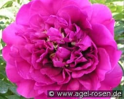 Belle Toulousaine kaufen, clicken für mehr Details Belle Toulousaine