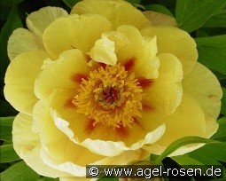 Candy Cane kaufen, clicken für mehr Details Candy Cane