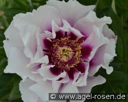 Cora Louise kaufen, clicken für mehr Details Cora Louise