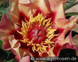 Court Jester kaufen, clicken für mehr Details Court Jester