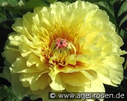 Garden Treasure kaufen, clicken für mehr Details Garden Treasure