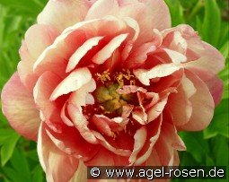 Kopper Kettle kaufen, clicken für mehr Details Kopper Kettle