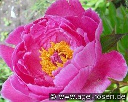 Lavender kaufen, clicken für mehr Details Lavender