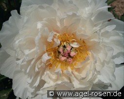 Love Affair kaufen, clicken für mehr Details Love Affair