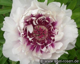Rosy Prospects (Raggedy Ann)
