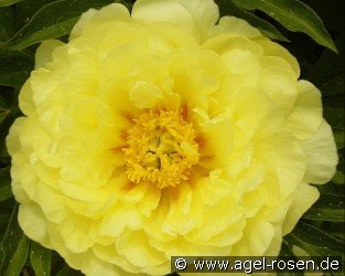 Smith Family Yellow