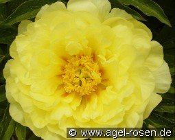 Smith Family Yellow kaufen, clicken für mehr Details Smith Family Yellow