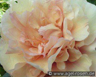 Soleil D'Ambre