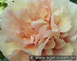 Soleil D'Ambre kaufen, clicken für mehr Details Soleil D'Ambre