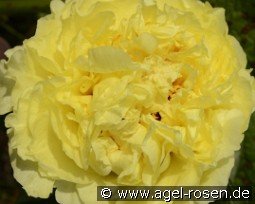 Sonoma Yedo kaufen, clicken für mehr Details Sonoma Yedo