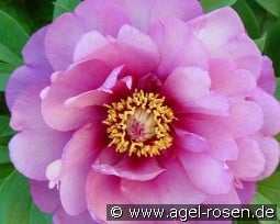 Yankee Doodle Dandy kaufen, clicken für mehr Details Yankee Doodle Dandy