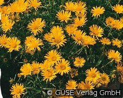 Zwerg-Alant kaufen, click for more details Zwerg-Alant