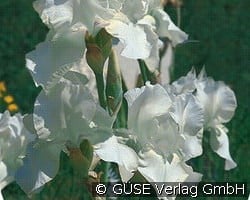 Schwertlilie kaufen, click for more details Schwertlilie