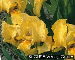 Zwerg-Schwertlilie kaufen, click for more details Zwerg-Schwertlilie