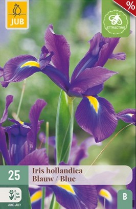 Iris Hollandica Blau
