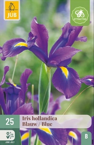 Iris Hollandica Blau