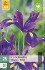 Buy Iris Hollandica Blau