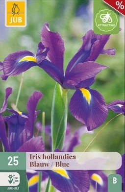 Iris Hollandica Blau kaufen, clicken für mehr Details Iris Hollandica Blau