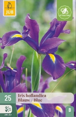 Iris Hollandica Blau kaufen, clicken für mehr Details Iris Hollandica Blau