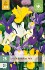 Iris Hollandica Mix kaufen