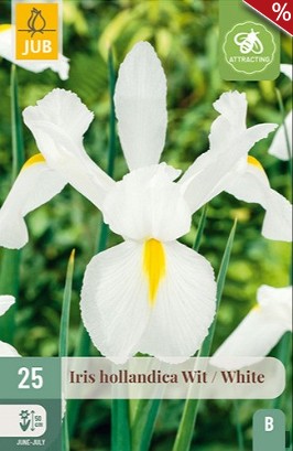 Iris Hollandica Weiß