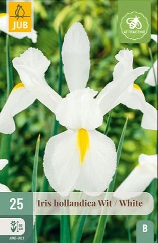 Iris Hollandica Weiß