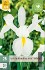 Iris Hollandica Weiß kaufen