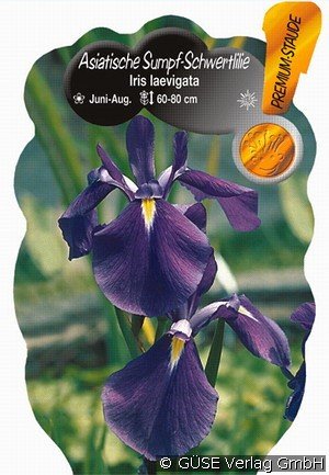 Sumpf-Iris